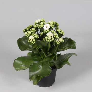 Kalanchoe blossfeldiana CALANDIVA MIX