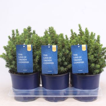 Picea glauca 'Alberta Globe'