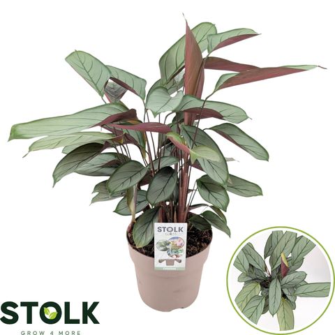 Ctenanthe setosa 'Green Flag'