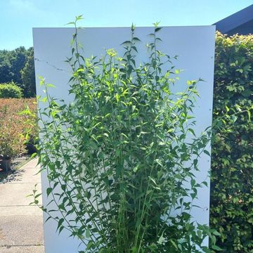 Kerria japonica 'Pleniflora'