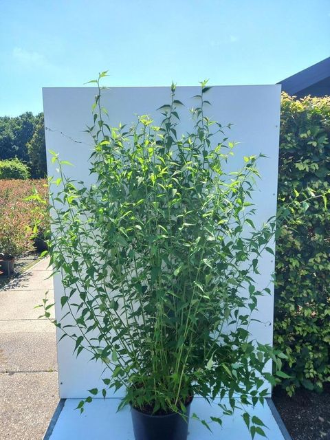 Kerria japonica 'Pleniflora'