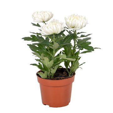 Chrysanthemum 'Cosmo Compact White'