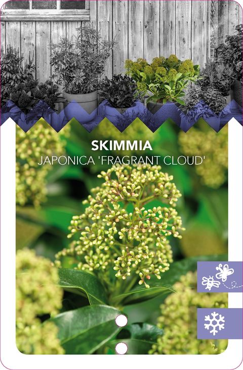 Skimmia japonica 'Fragrant Cloud'