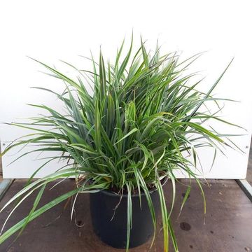 Astelia chathamica 'Silver Spear'