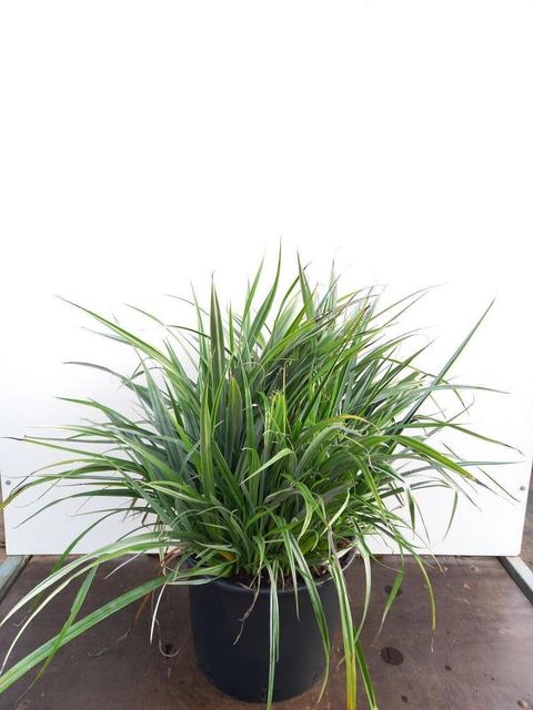 Astelia chathamica 'Silver Spear'