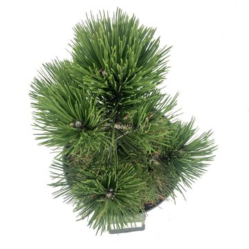 Pinus heldreichii 'Compact Gem'