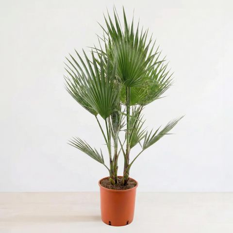 Washingtonia robusta