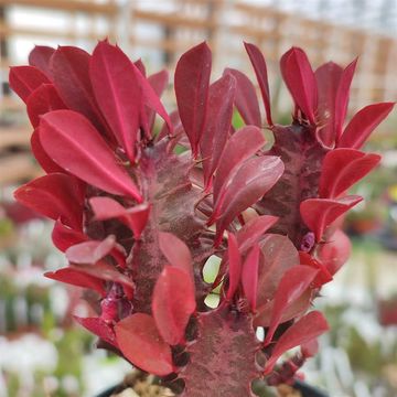 Euphorbia trigona 'Rubra'