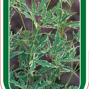 Acer palmatum 'Kagiri-nishiki'