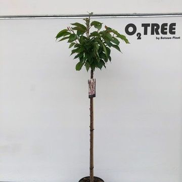 Prunus serrulata 'Kanzan'