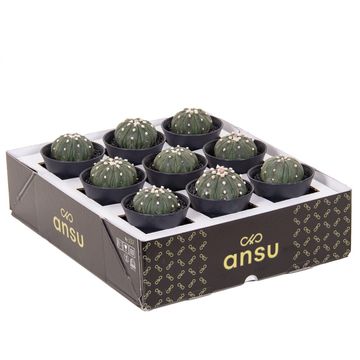 Astrophytum asterias 'Fukuryu'