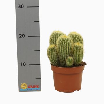 Parodia leninghausii