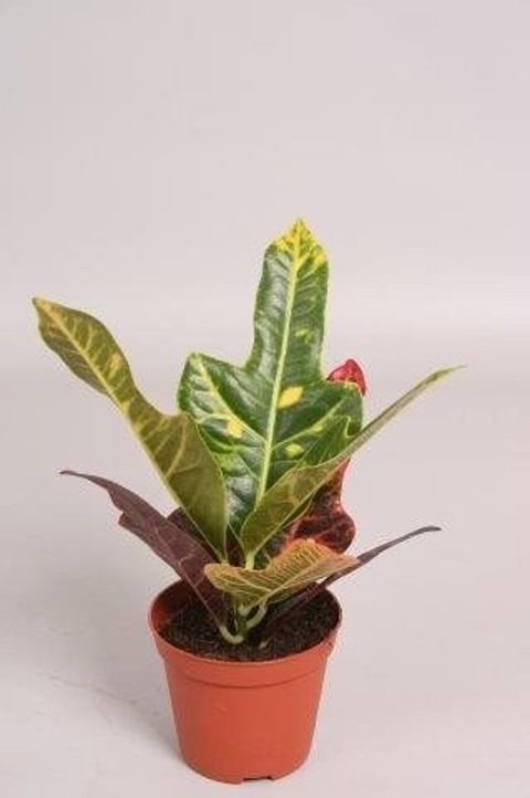 Codiaeum variegatum 'Excellent'