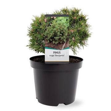 Pinus mugo 'Benjamin'