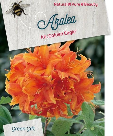 Rhododendron 'Golden Eagle' (AK)