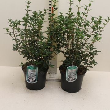 Osmanthus x burkwoodii