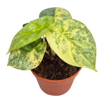 Alocasia 'Silver Dragon Variegata'