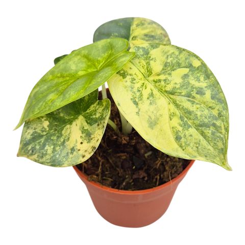 Alocasia 'Silver Dragon Variegata'