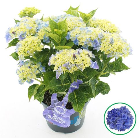 Hydrangea macrophylla MUSIC COLLECTION MIX