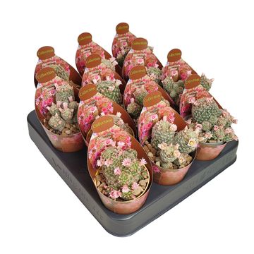 Mammillaria schiedeana giselae