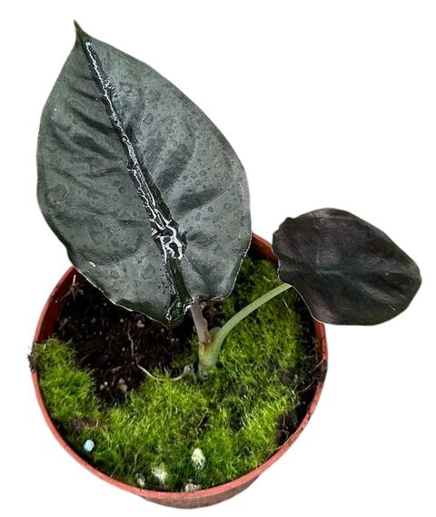 Alocasia infernalis BLACK MAGIC