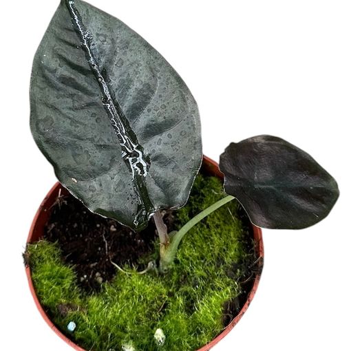 Alocasia infernalis BLACK MAGIC