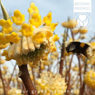 Edgeworthia chrysantha 'Honey Sunshine'