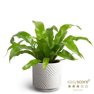 Asplenium antiquum