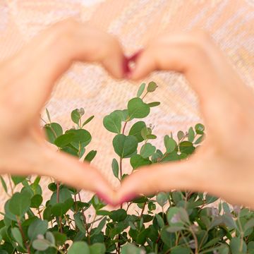 Eucalyptus websteriana 'Botanic Hearts'