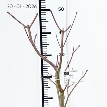 Acer palmatum 'Atropurpureum'