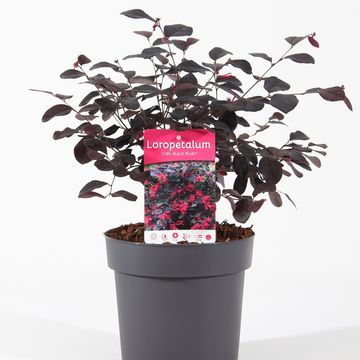 Loropetalum chinense BLACK PEARL