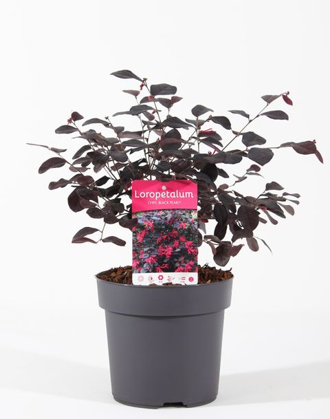 Loropetalum chinense BLACK PEARL