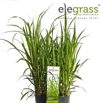 Miscanthus x giganteus