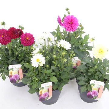 Dahlia MIX