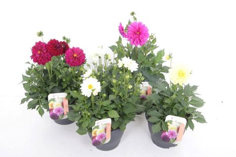 Dahlia MIX