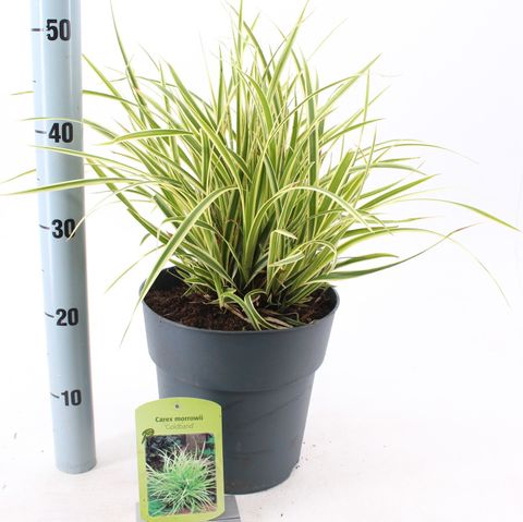 Carex morrowii 'Goldband'