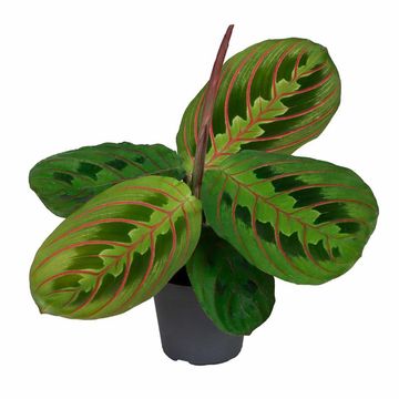 Maranta leuconeura 'Red Stripe'