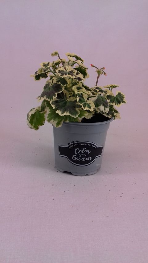 Pelargonium 'Frank Headly'