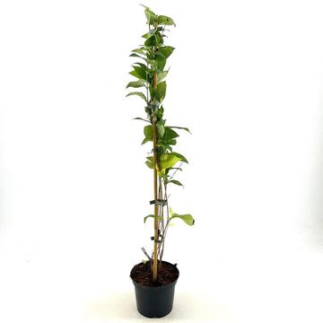 Abeliophyllum distichum