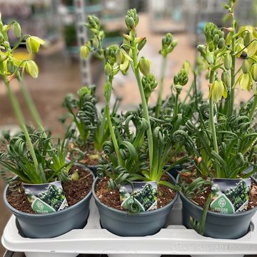 Albuca spiralis 'Frizzle Sizzle'