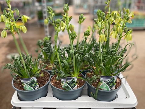 Albuca spiralis 'Frizzle Sizzle'