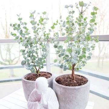 Eucalyptus gunnii AZURA