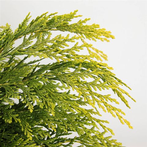 Chamaecyparis lawsoniana 'Sunkist'