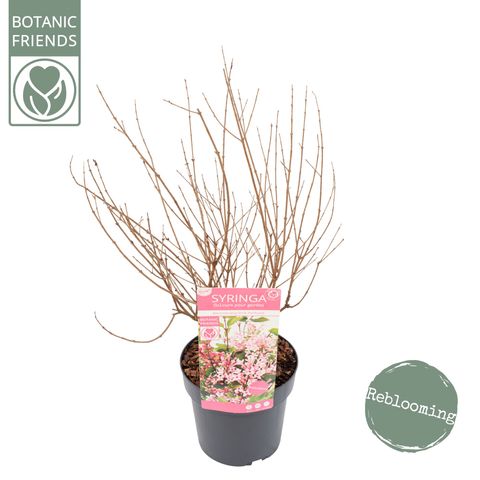 Syringa BLOOMERANG PINK PERFUME