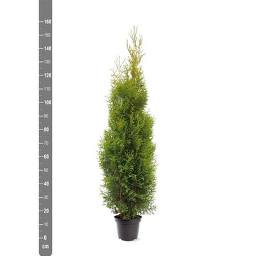 Thuja occidentalis 'King of Brabant'