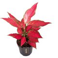 Aglaonema 'Cherry Baby'