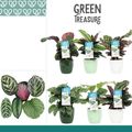Calathea MIX