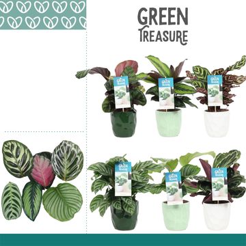 Calathea MIX