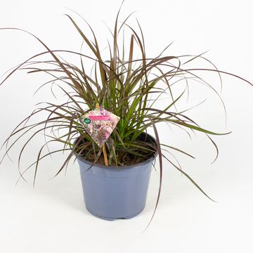 Pennisetum advena 'Chelsea'