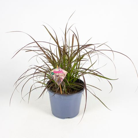 Pennisetum advena 'Chelsea'